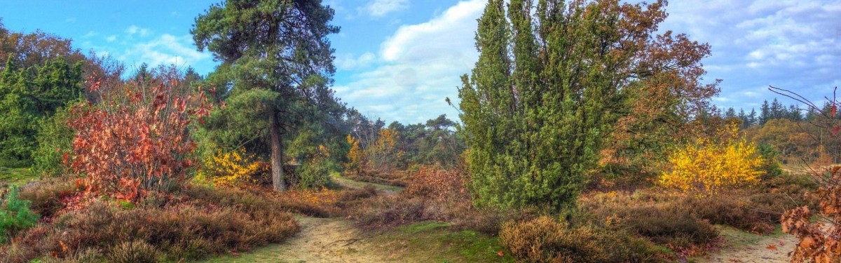 Zomer in Drenthe.jpg